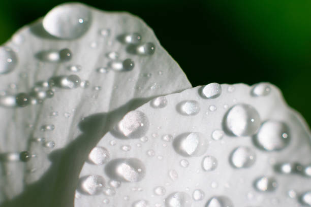 jasne, nasłonecznione zdjęcie makro białych płatków kwiatów na tle kwiatowym z efektem bokeh - flame dew close up macro zdjęcia i obrazy z banku zdjęć