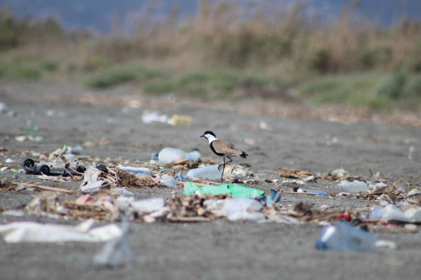 istock Spur-winged lapwing or spur-winged plover or Vanellus spinosus among trash on coastline. Environment day concept idea. Selective focus. 1485185775