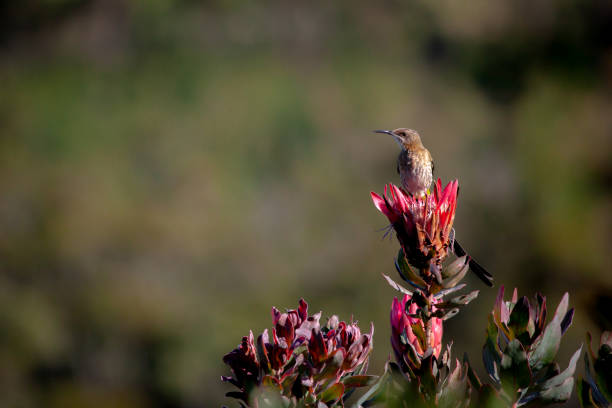 A cape sugarbird sits on top of a red protea flower in the fynbos of the cape South Africa.