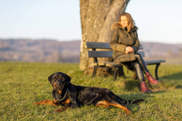 A woman rests on a bench next to her Rottweiler in the bright morning light of the sun stock photo