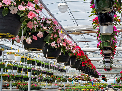 Hanging impatiens flower baskets in a greenhouse