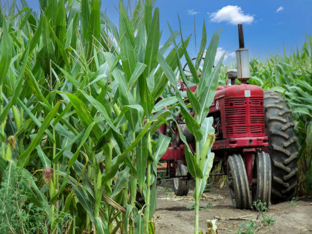 istock Red Farm Tractor In Midwest Cornfield 1485188325