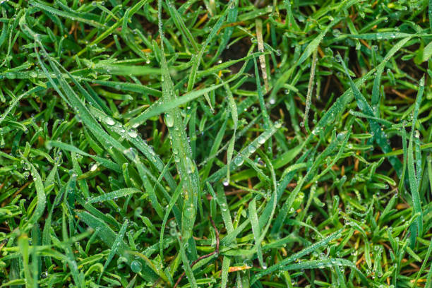 Elytrigia. Herbaceous background of juicy high green couch grass close-up. Fresh young bright grass Elymus repens beautiful herbal texture, spring. Water drops, wheatgrass morning dew, rain lawn Nature Environment concept elytrigia. fondo herbáceo de jugoso primer plano de hierba verde del sofá. hierba fresca joven y brillante elymus repens hermosa textura herbal, manantial gotas de agua, pasto de trigo rocío de la mañana, césped de lluvia concepto de entorno natural