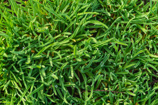 Elytrigia. Herbaceous background of juicy high green couch grass close-up. Fresh young bright grass Elymus repens beautiful herbal texture, spring. Water drops, wheatgrass morning dew, rain lawn Nature Environment concept