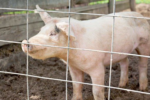 A pink pig stands on mud in a pigpen and looks through a metal fence on a farm.