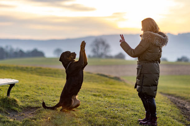 The owner trains the Rottweiler on an evening walk stock photo