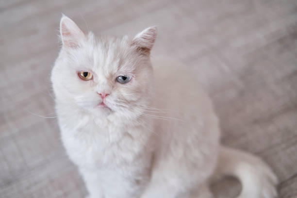 istock White small domestic cat with multi-colored eyes 1485189026