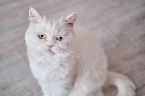 White small domestic cat with multi-colored eyes