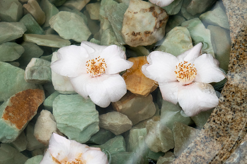 Flowers floating in a rock fountain shot from above.