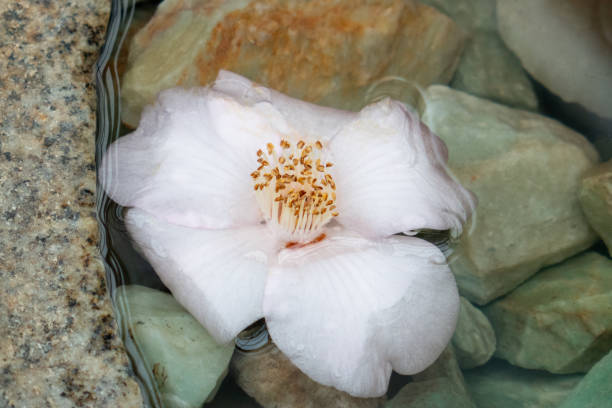istock Flowers floating in a rock fountain. 1485189681