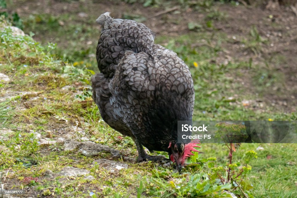 Blue Australorp Chicken Blue Australorp Chicken in yard pecking at the ground. Agricultural Occupation Stock Photo