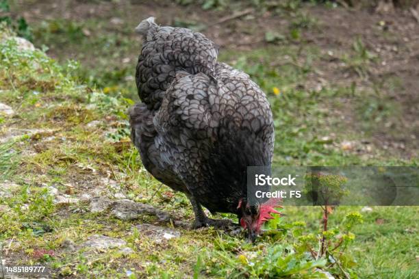 Blue Australorp Chicken Stock Photo - Download Image Now - Agricultural Occupation, Agriculture, Animal