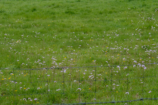 Country field with white flowers and small wire fence.