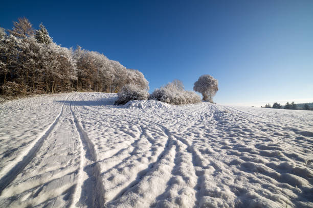 Focus on pine tree branches, green needles covered with white snow on a sunny day, wintertime in the mountains