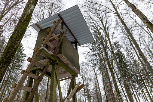 An old outdoor high wooden hunting tower stands in a dense spruce gray fallen forest