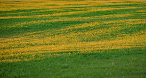 Landscape of farm fields with green wheat