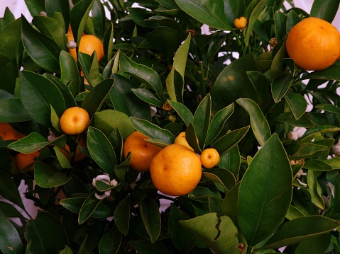 yellow tangerines grow on a small tree