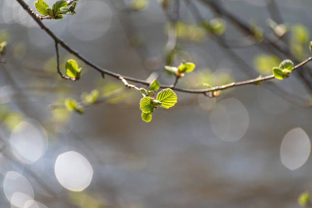istock New leaves on a branch in a mountain forest 1485193386