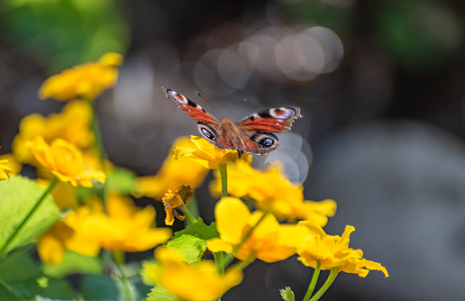 Butterfly peacock eye Aglais io sitting on a flower