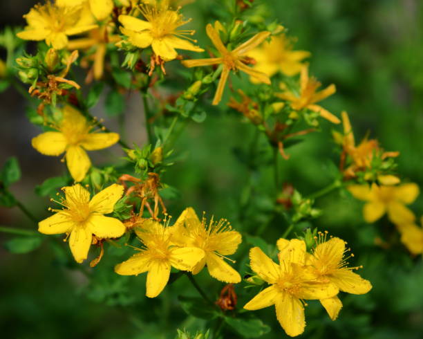 istock Saint John's Wort (Hypericum perforatum) flowers in nature 1485193686