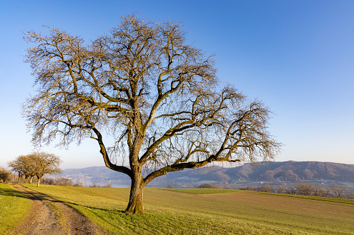 A bald large deciduous tree with crooked spreading branches stands near a narrow dirt path on top of a green high hill, against the backdrop of a mountain range and an evening cloudless sky