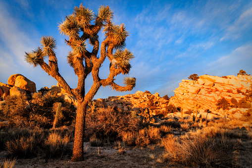 Joshua Tree National Park in California. The cloudy sunset was shot just after a big thunderstorm that generated also small floods. This situations leaded to a breathtaking cloudy sky that took fire during the sunset. Photo is taken with a wide angle lens. The Yucca brevifolia is the iconic tree of this park, inside the Mojave Desert. The rock in the picture is Old Woman Rock, a famous climbing point.