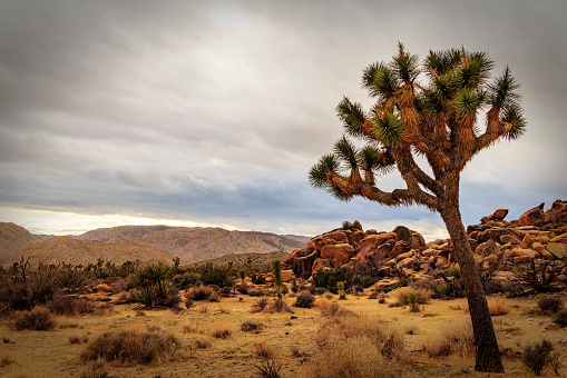 A grove of Joshua Trees fill a desert meadow in front of dramatic layered rocks in Joshua Tree National Park.