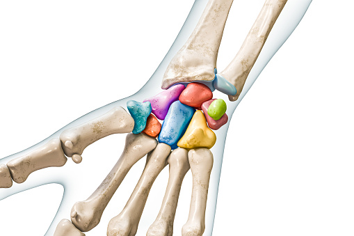 Carpal bone labeled with colors with body 3D rendering illustration isolated on white with copy space. Human skeleton, hand and wrist anatomy, medical diagram, osteology, skeletal system concepts.