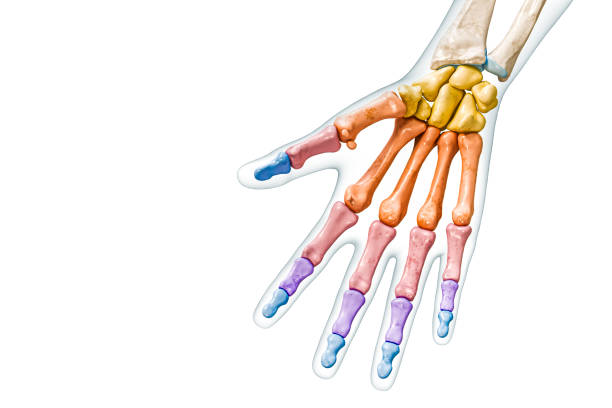 Bones groups of the hand and fingers labeled with colors with body 3D rendering illustration isolated on white with copy space. Human skeleton anatomy, medical diagram, skeletal system concepts. stock photo