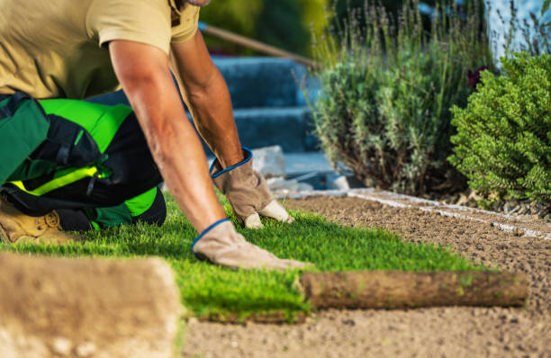 istock Natural Grass Turfs Installation In a Garden 1485196765