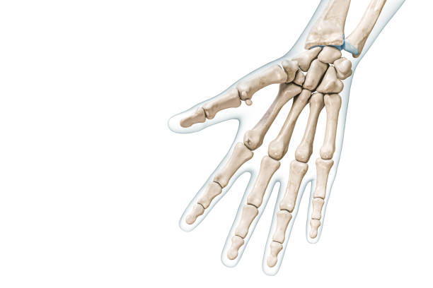 a skeletal hand on a white surface. More>>