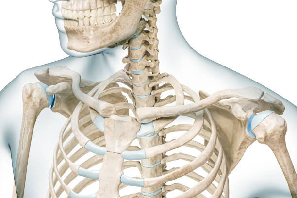 istock Clavicle bone or collarbone with body contours 3D rendering illustration isolated on white with copy space. Human skeleton and shoulder anatomy, medical diagram, osteology, skeletal system concepts. 1485196818