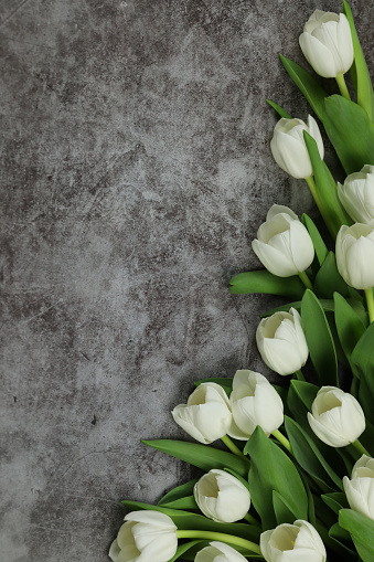 Beautiful white tulips on the grey background with space for text