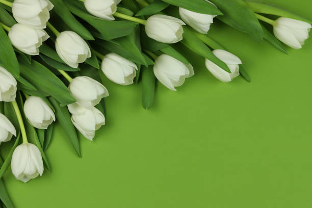 istock Beautiful white tulips on the green background with copy space 1485197768