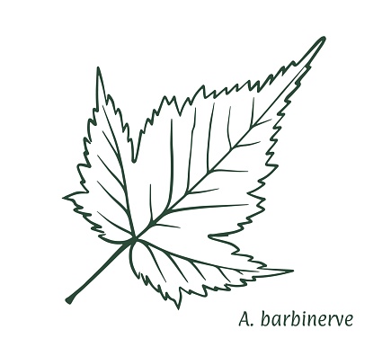 Green maple leaf. The sketch is drawn by hand, in ink with a pencil. Names in Latin. Acer barbinerve. Isolated on white background. Vector.