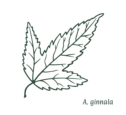 Green maple leaf. The sketch is drawn by hand, in ink with a pencil. Names in Latin. Acer ginnala, riverine. Isolated on white background. Vector.