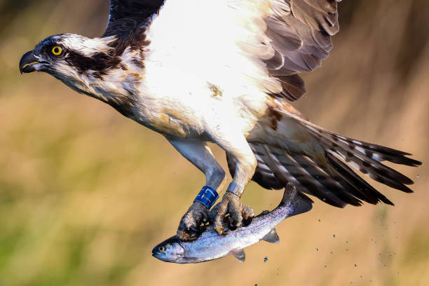 istock Osprey fishing 1485201383