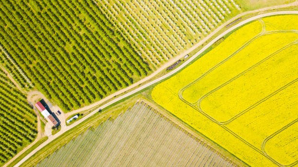istock Flowering rapeseed field and orchard with fruit trees 1485202132