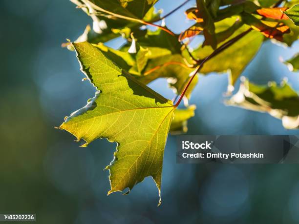 Spring Maple Tree Branch Spring Branches Of Maple Tree With Fresh Green Leaves On Blurred ...
