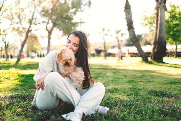 Young adult woman with her maltipoo dog walking in public park stock photo