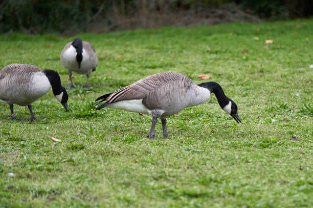 istock Canada goose in the lake on a warm summer day. 1485203507