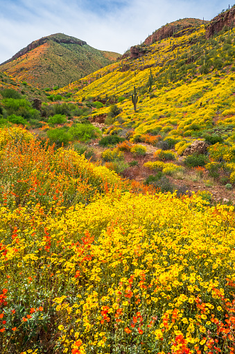 Super bloom of apricot mallow and brittlebush for a sea of orange and yellow above Roosevelt Lake in Tonto National Forest