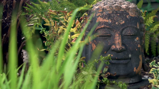 Ancient Buddha Head  Statue in foliage of Asian Rain Forest or Jungle, Rack Focus Shot in 4K