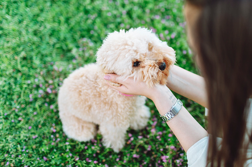 Young adult woman with her maltipoo dog walking in public park