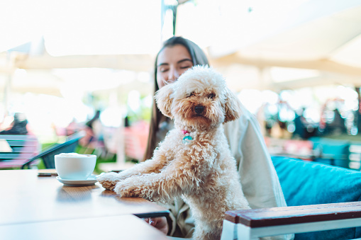 Young adult woman sitting in cafe with her little maltipoo dog