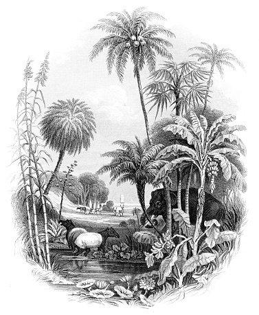 Illustration from a History of the Vegetable Kingdom - 1857