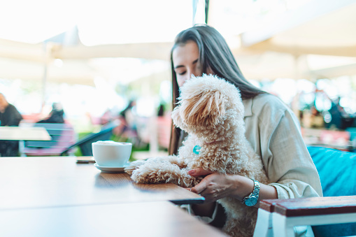 Young adult woman sitting in cafe with her little maltipoo dog