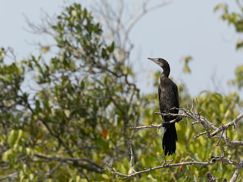 A Little Cormorant, Microcarbo niger, in a tree in the Mangrove Forest of Sundarbans National Park, West Bengal, India.
