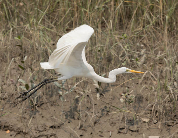A Great Egret, Ardea alba, of the subspecies Ardea alba modesta (Eastern Great Egret), taking off. Sundarbans National Park, India. This species is aka Great White Egret.