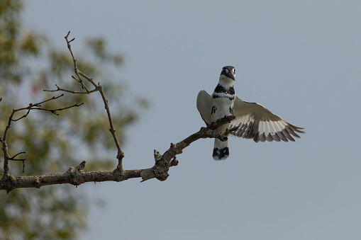 Pied Kingfisher, Ceryle rudis, perched  on a branch, stretching one wing. Sundarbans National Park, West Bengal, India.